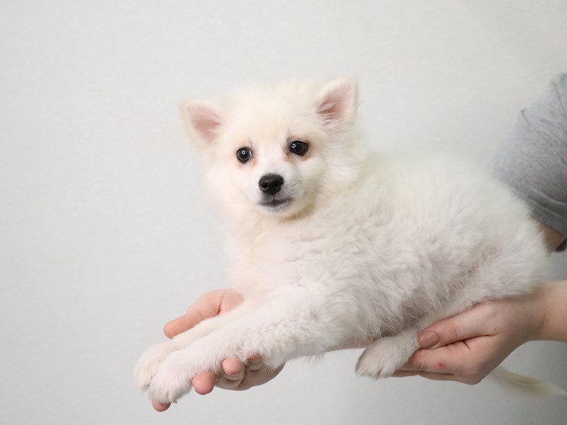 American Eskimo-Male-White-3452002-My Next Puppy