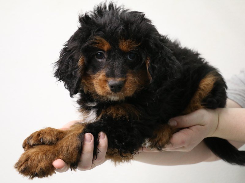 2nd Generation Mini Bernedoodle-DOG-Female-Black / Tan-3473864-My Next Puppy