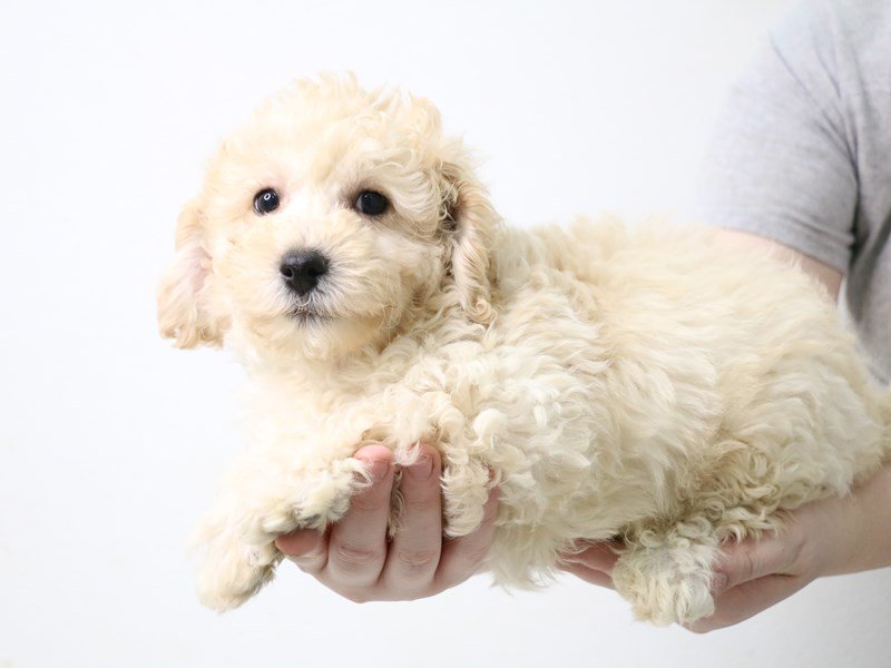 Teddy Bear-DOG-Male-Apricot-3473860-My Next Puppy