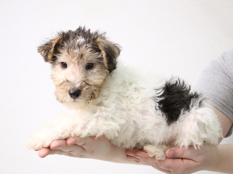 Wire Fox Terrier-Male-Black White / Tan-3473878-My Next Puppy