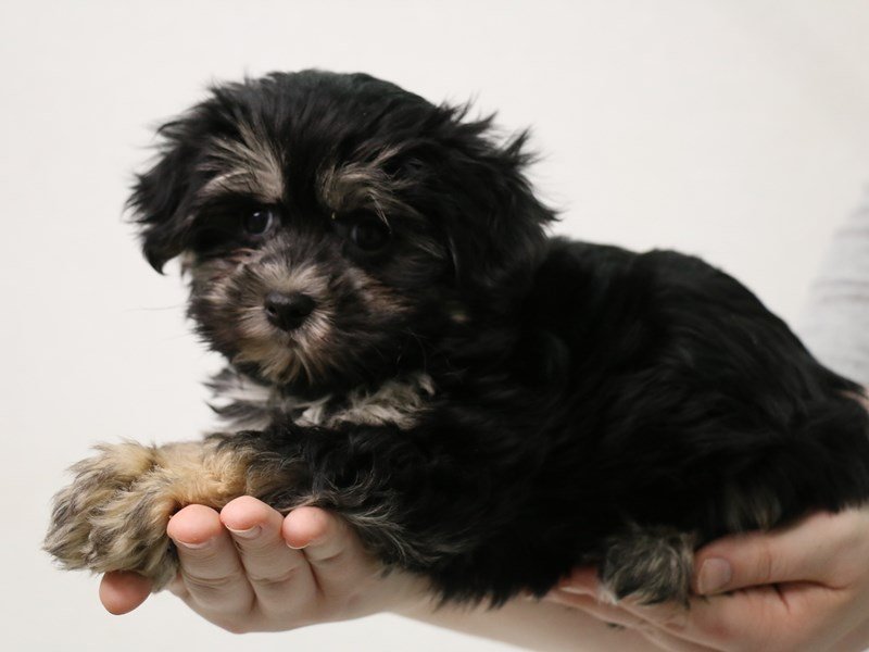 Morkie-Female-Black / Tan-3495916-My Next Puppy