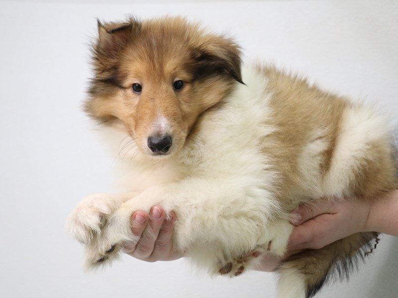 Collie-DOG-Male-Red / White-3495695-My Next Puppy