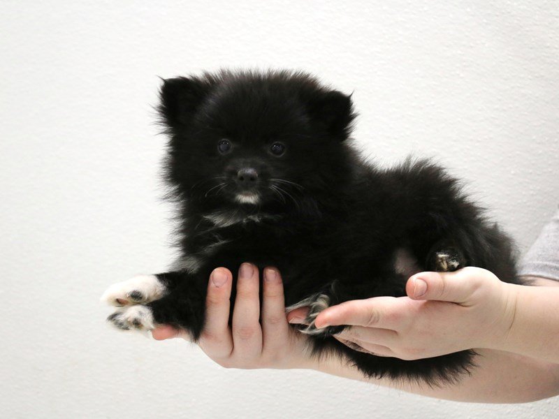 Pomeranian-Female-Black-3516185-My Next Puppy