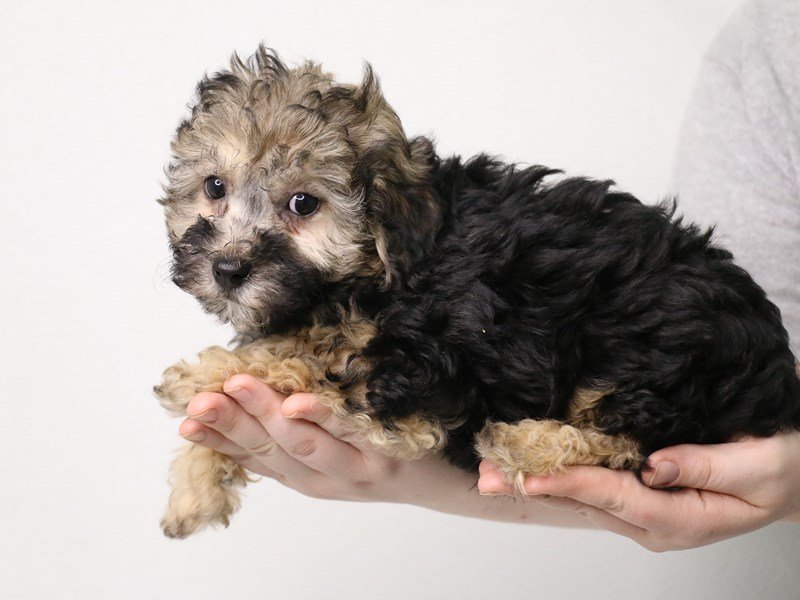 Miniature Poodle-DOG-Male-Black / Tan Phantom-3537594-My Next Puppy