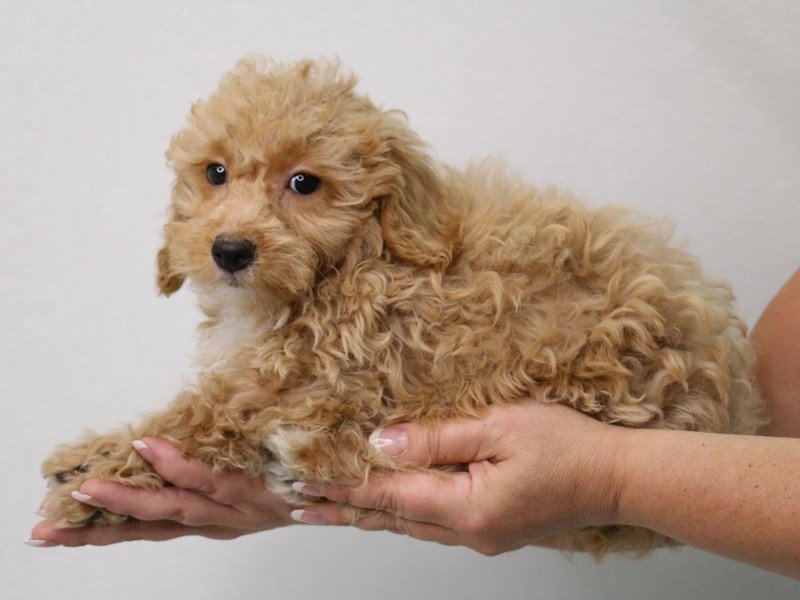 Maltipoo-DOG-Male-Apricot-3548316-My Next Puppy