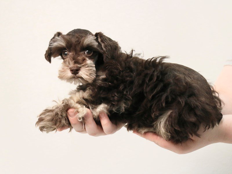Miniature Schnauzer-Male-Chocolate-3558833-My Next Puppy