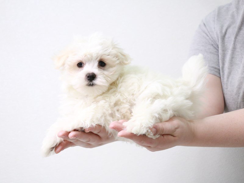 Maltese-Male-White-3591093-My Next Puppy