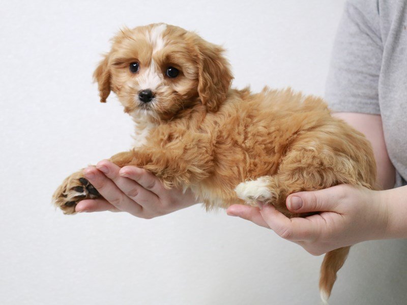 Cavachon-DOG-Male-Apricot-3601593-My Next Puppy