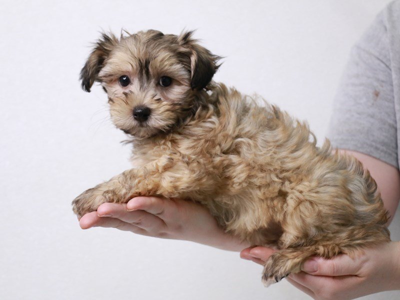 Havapoo-DOG-Female-Gold-3601397-My Next Puppy