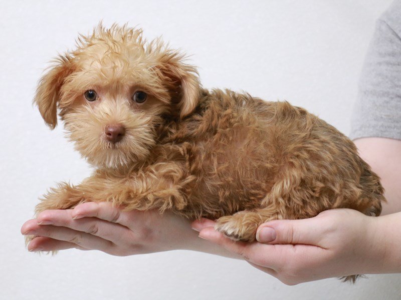 Havapoo-DOG-Male-Chocolate Sable-3601400-My Next Puppy