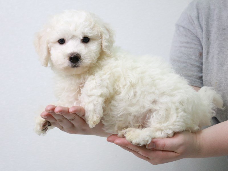 Bichon Frise-Male-White-3601590-My Next Puppy