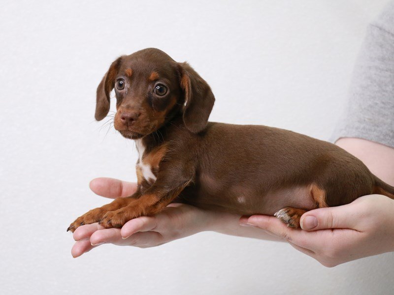 Miniature Dachshund-DOG-Female-Chocolate / Tan-3601408-My Next Puppy