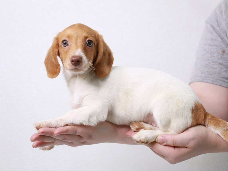 Miniature Dachshund-Female-Red Dapple-3601410-My Next Puppy