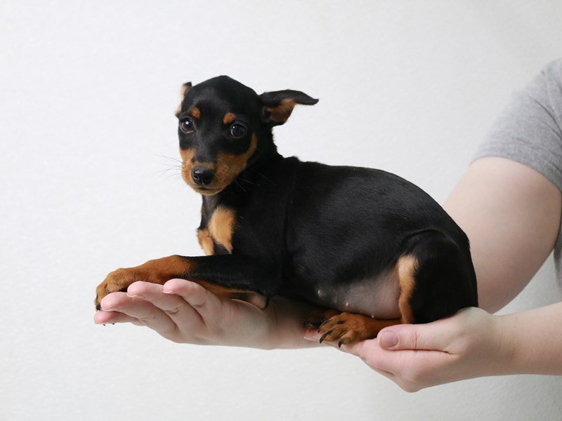 Miniature Pinscher-Female-Black / Rust-3613441-My Next Puppy