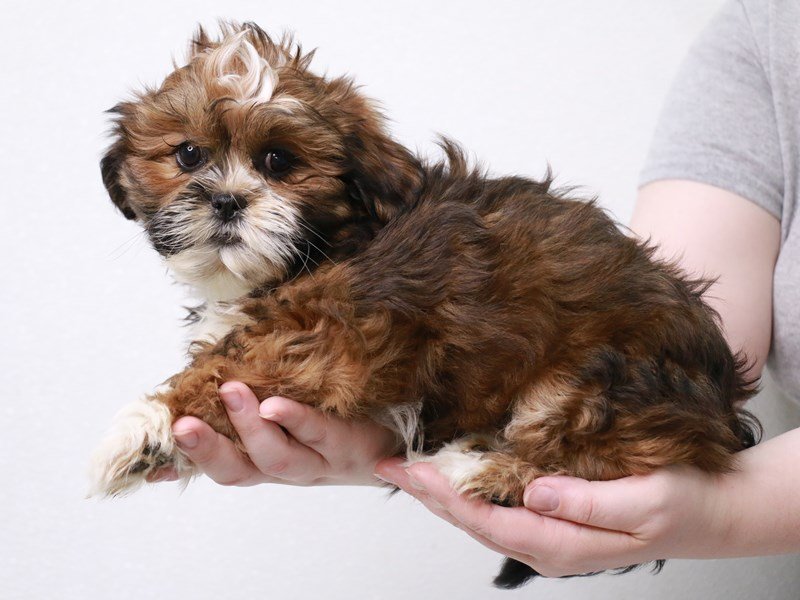 Lhasa Apso-DOG-Female-Golden-3613443-My Next Puppy