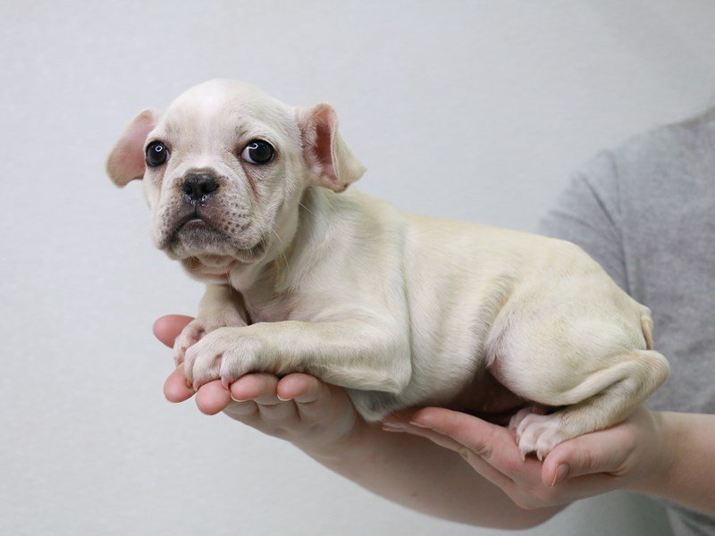 French Bulldog-Female-Cream-3613437-My Next Puppy