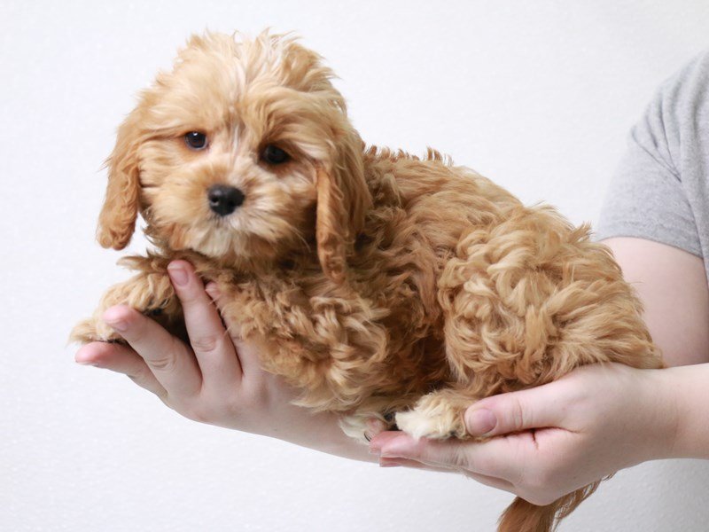 Cavapoo-DOG-Female-Ruby-3621801-My Next Puppy