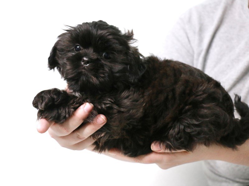 Shih Tzu-Female-Black-3621807-My Next Puppy