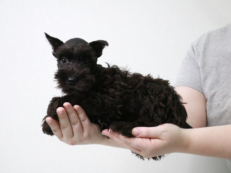 Miniature Schnauzer-Female-Black-3621806-My Next Puppy