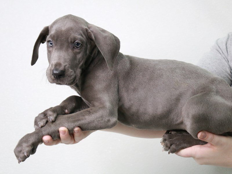 Great Dane-DOG-Female-Blue-3621812-My Next Puppy