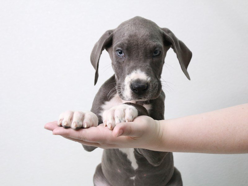 Great Dane-Male-Blue-3621815-My Next Puppy