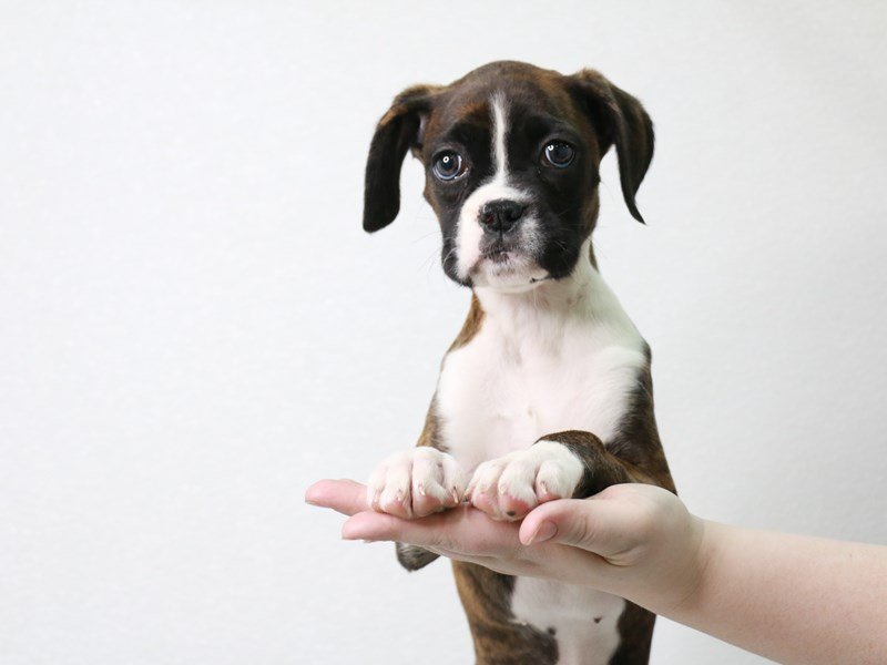 Boxer-DOG-Female-Brindle-3621943-My Next Puppy