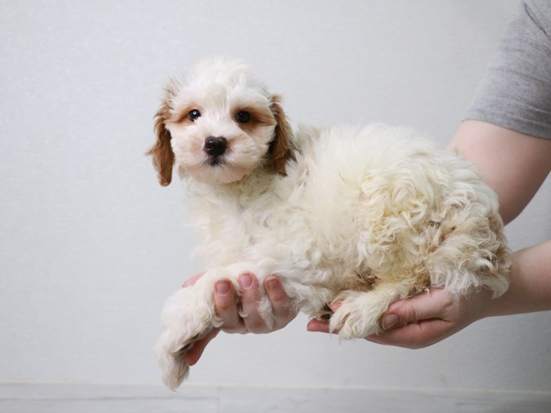 2nd Generation Mini Goldendoodle-DOG-Male-White / Red-3631177-My Next Puppy
