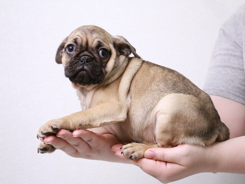Puggle-Male-Fawn-3631226-My Next Puppy