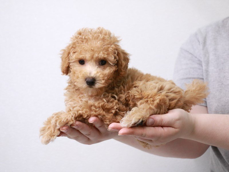 Teddy Bear-Female-Apricot-3631223-My Next Puppy