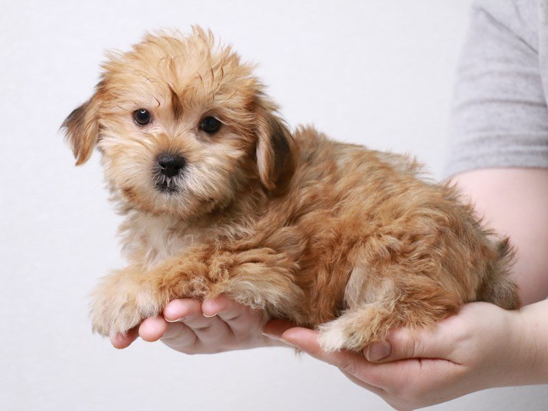 Shorkie-DOG-Male-Gold-3631183-My Next Puppy