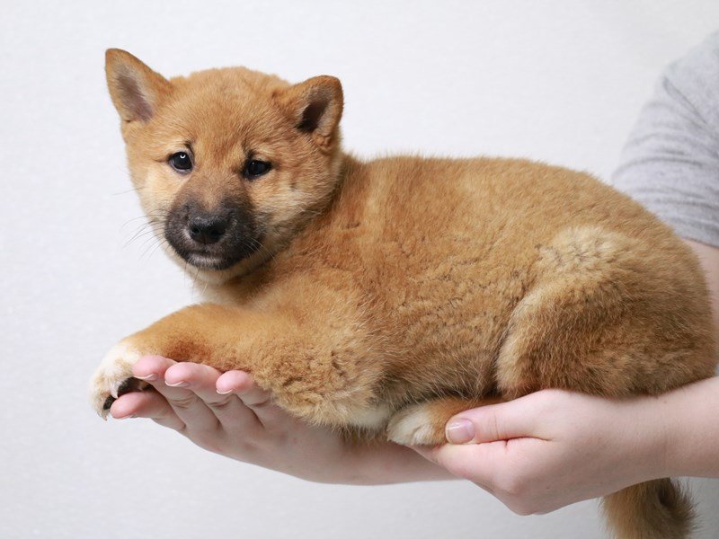 Shiba Inu-Female-Red-3631188-My Next Puppy