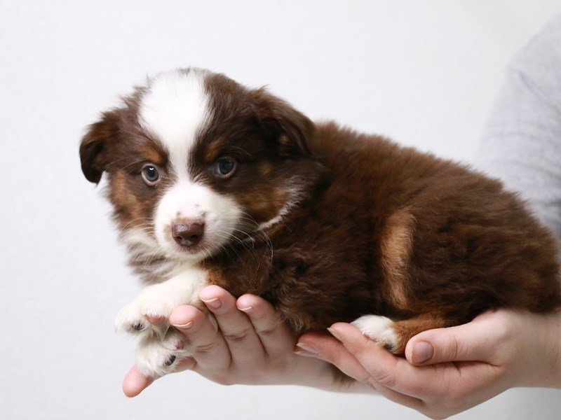 Miniature Australian Shepherd-DOG-Male-Chocolate / Tan-3631173-My Next Puppy