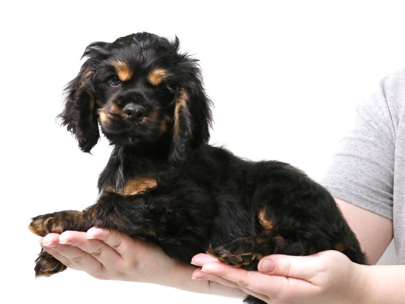 Cocker Spaniel-DOG-Male-Black / Tan-3631180-My Next Puppy