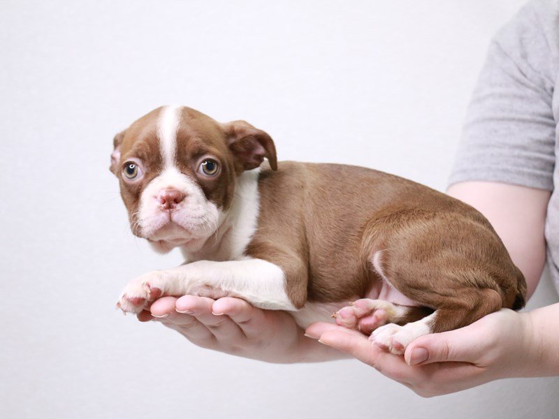 Boston Terrier-DOG-Male-Red-3631155-My Next Puppy