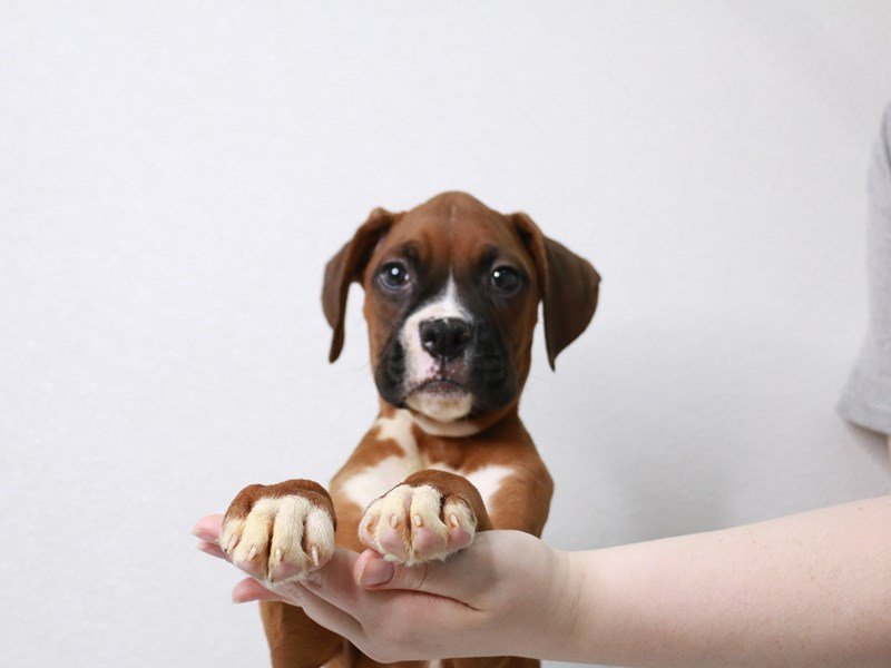 Boxer-Male-Fawn-3631186-My Next Puppy
