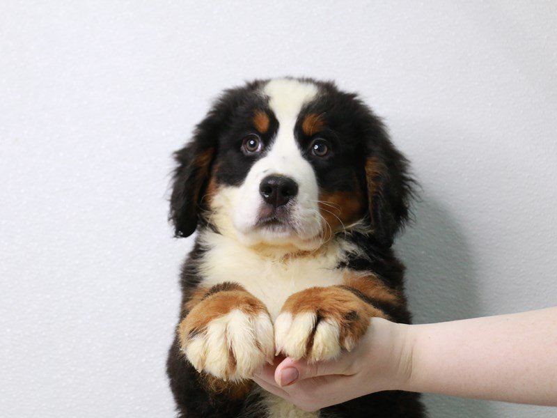 Bernese Mountain Dog-Male-Black Rust / White-3610782-My Next Puppy