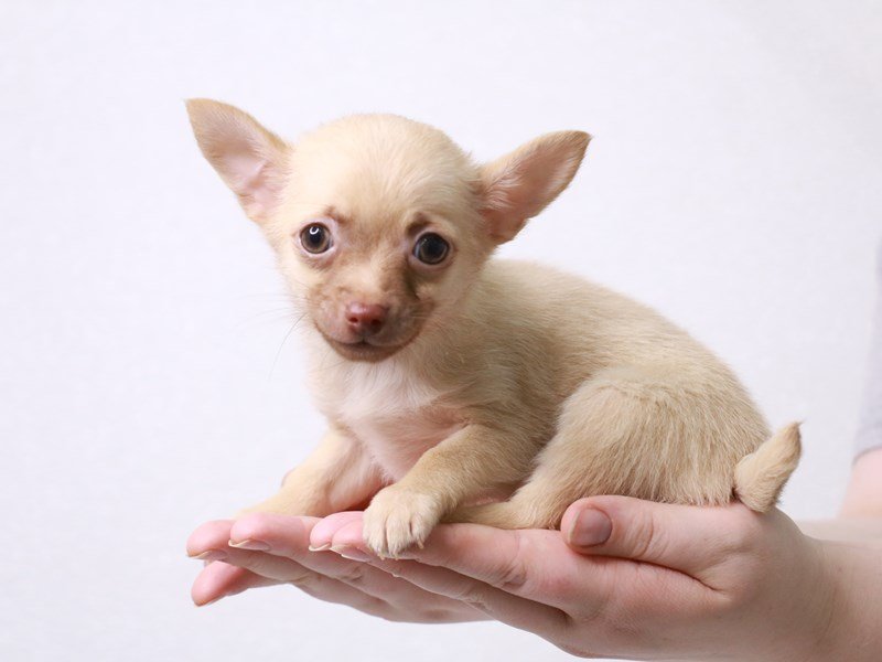 Chihuahua-Male-Fawn-3631165-My Next Puppy