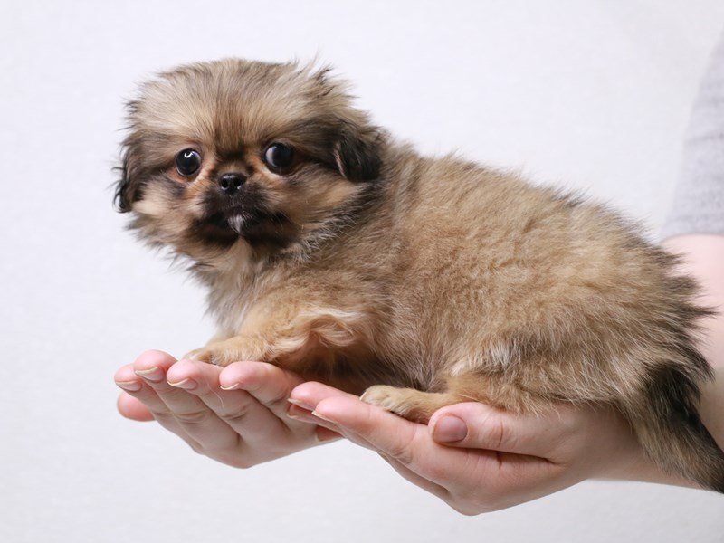 Pekingese-DOG-Male-Fawn Sable-3631162-My Next Puppy