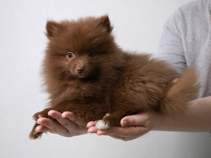 Pomeranian-Male-Chocolate-3631172-My Next Puppy