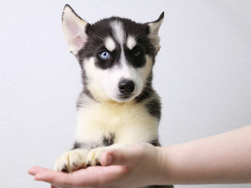 Siberian Husky-Female-Black / White-3631168-My Next Puppy