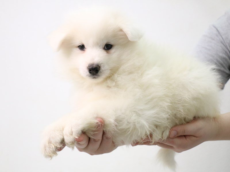 Samoyed-Female-White-3631220-My Next Puppy