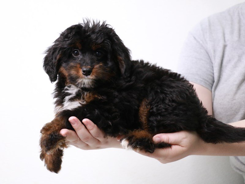 Miniature Bernadoodle-Female-Black-3640538-My Next Puppy