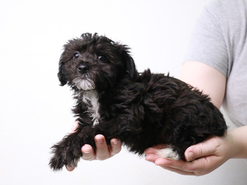 Yorkiepoo-Male-Black-3640533-My Next Puppy