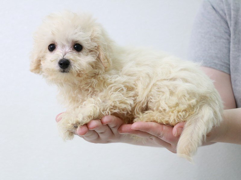 Bichapoo-Female-Cream-3640536-My Next Puppy