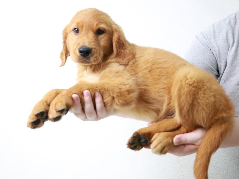 Golden Retriever-DOG-Male-Golden-3640547-My Next Puppy