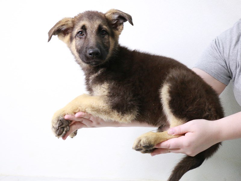 German Shepherd-DOG-Male-Black / Tan-3640544-My Next Puppy