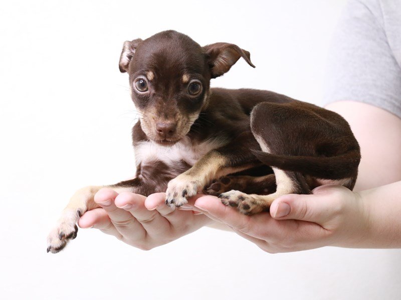 Chihuahua-DOG-Female-Chocolate / Tan-3640532-My Next Puppy