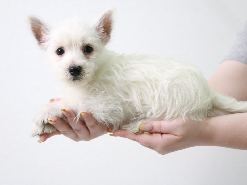 West Highland White Terrier-Female-White-3650716-My Next Puppy