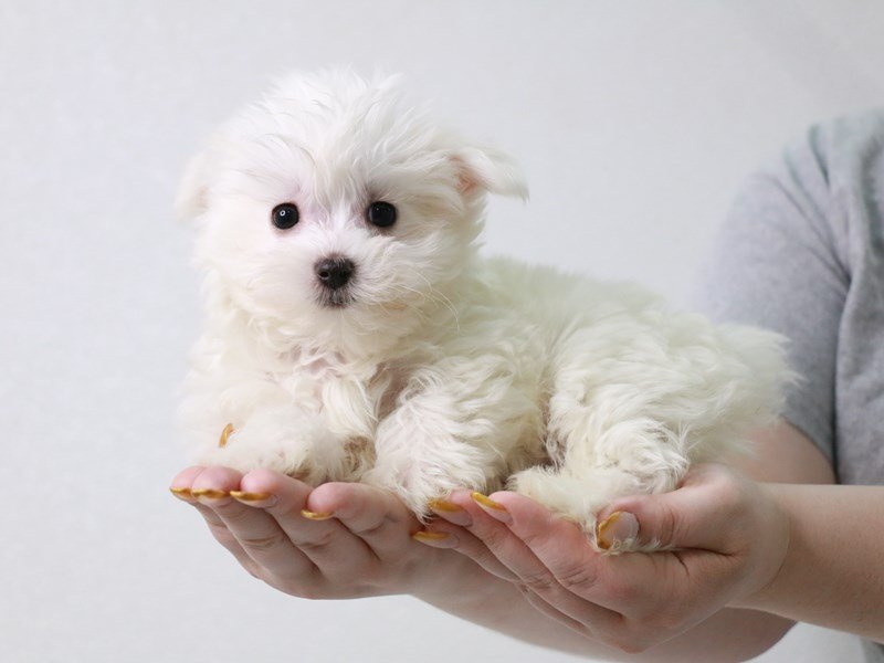 Maltese-Male-White-3650530-My Next Puppy
