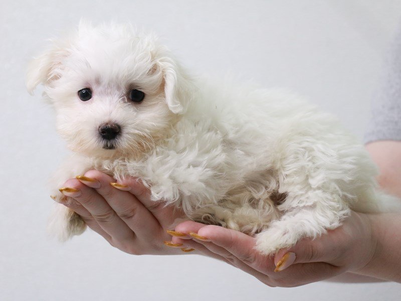 Maltese-Female-White-3650529-My Next Puppy